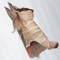 Clostera curtula Clostera curtula